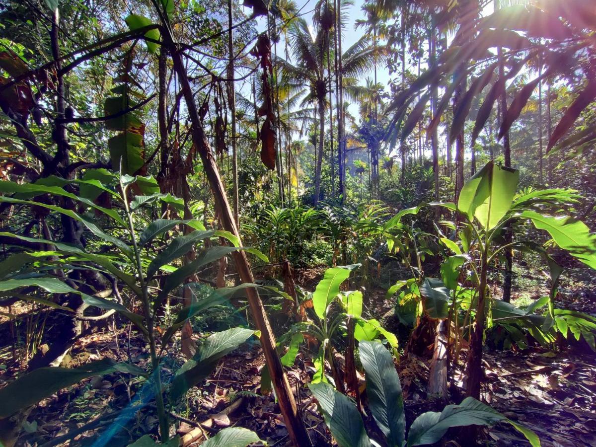Maliyeckal Homestay Munnar Luaran gambar